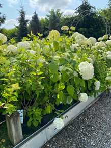 Træagtig hortensia `Annabelle`